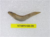 藏品(明潭吻鰕虎)的圖片